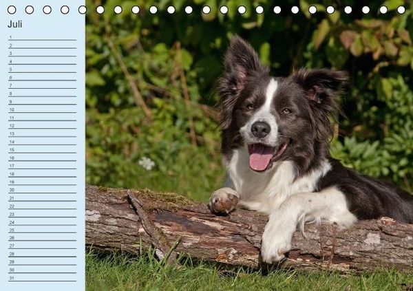 Produktbild: Der Border Collie Geburtstagskalender (Tischkalender immerw&auml;hrend DIN A5 quer)