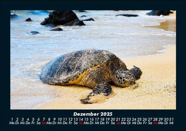 Produktbild: Schildkr&ouml;tenzauber 2025 Fotokalender DIN A5