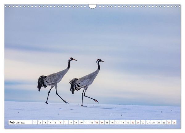 Produktbild: Wildtiere im M&uuml;ritz-Nationalpark (Wandkalender 2027 DIN A3 quer), CALVENDO Monatskalender