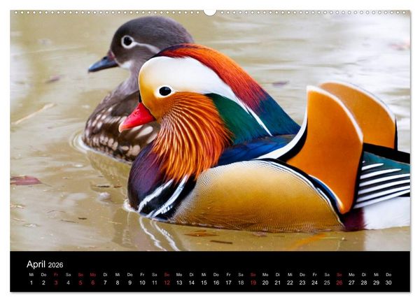 Produktbild: Mannheimer Waldpark (Wandkalender 2026 DIN A2 quer), CALVENDO Monatskalender