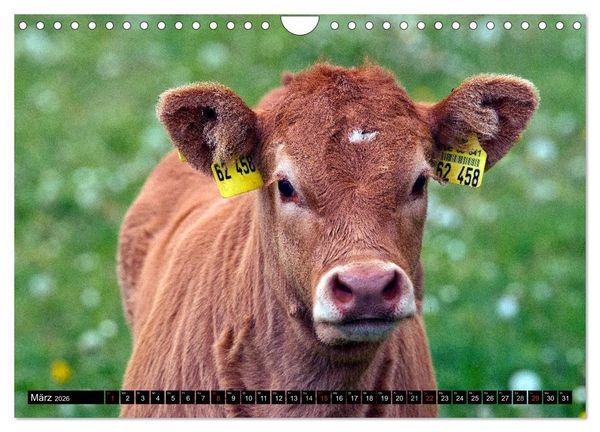 Produktbild: Kuh und Co. (Wandkalender 2026 DIN A4 quer), CALVENDO Monatskalender