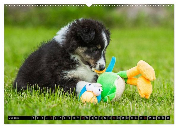 Produktbild: Traumhund Sheltie (hochwertiger Premium Wandkalender 2026 DIN A2 quer), Kunstdruck in Hochglanz