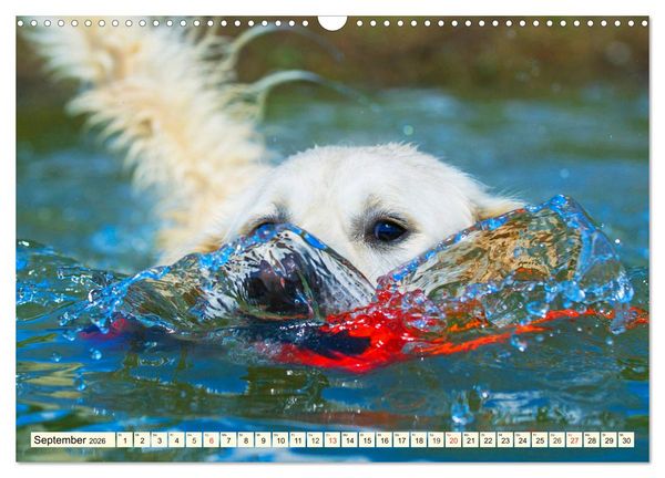 Produktbild: Golden Retriever - Freunde auf 4 Pfoten (Wandkalender 2026 DIN A3 quer), CALVENDO Monatskalender