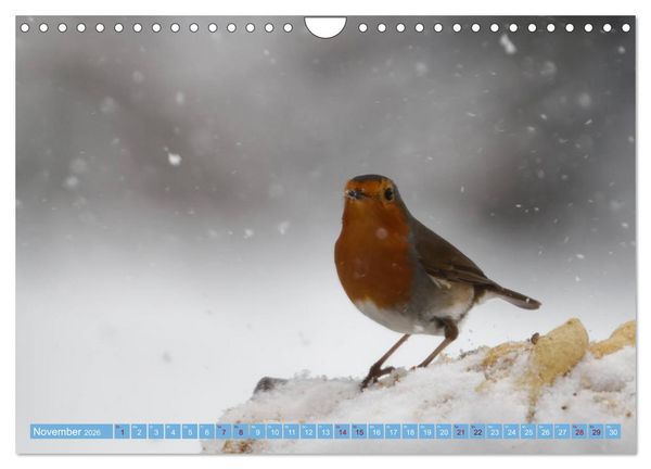 Produktbild: Rotkehlchen - Fotografiert von Ostfriesenfotografie (Wandkalender 2026 DIN A4 quer), CALVENDO Monatskalender