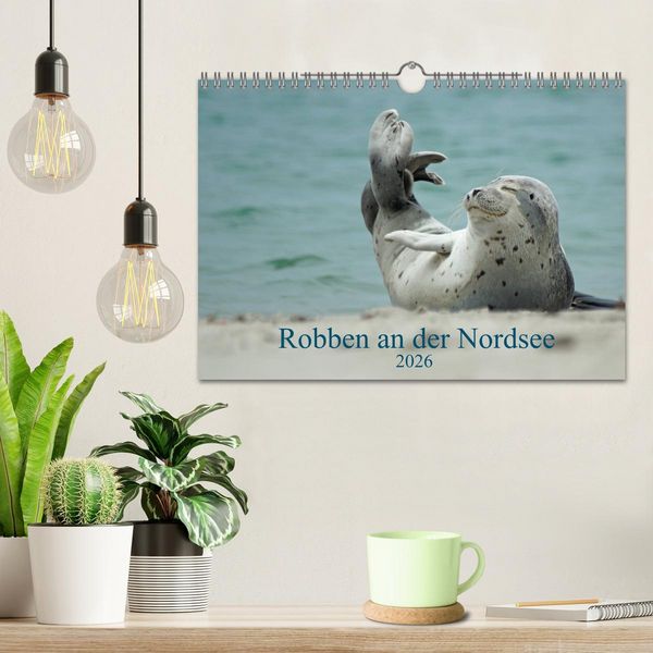 Produktbild: Robben an der Nordsee (Wandkalender 2026 DIN A4 quer), CALVENDO Monatskalender