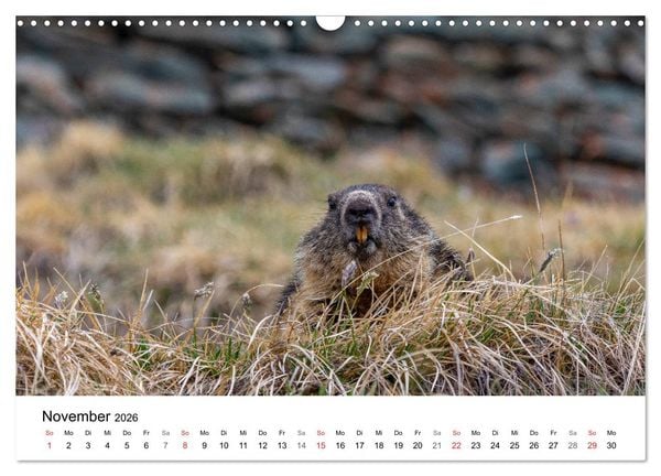 Produktbild: Gr&uuml;&szlig;e aus K&auml;rnten (Wandkalender 2026 DIN A3 quer), CALVENDO Monatskalender