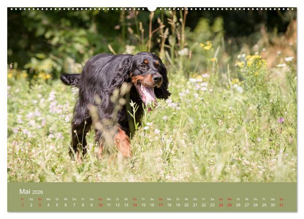 Produktbild: Setter - Geliebter Freund und Jagdkamerad (hochwertiger Premium Wandkalender 2026 DIN A2 quer), Kunstdruck in Hochglanz