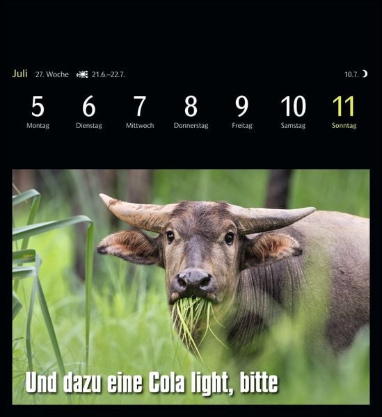 Produktbild: Animal Memes Postkartenkalender 2027 - 53 tierisch witzige Postkarten