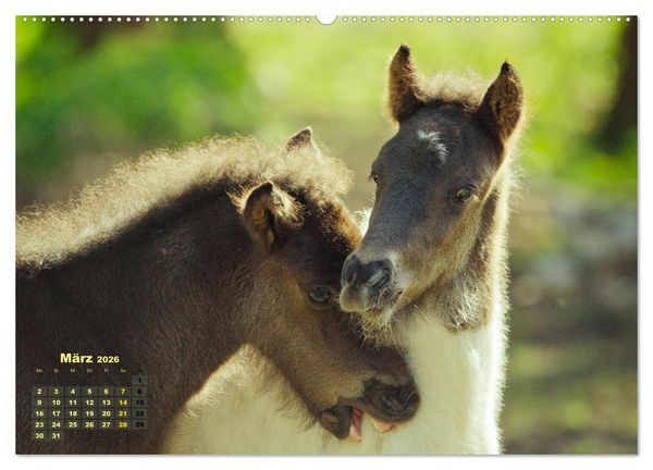 Produktbild: Wunderbare Fohlen (hochwertiger Premium Wandkalender 2026 DIN A2 quer), Kunstdruck in Hochglanz