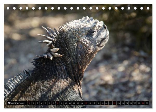 Produktbild: Leguane auf Galapagos (Tischkalender 2026 DIN A5 quer), CALVENDO Monatskalender