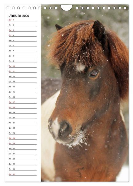 Produktbild: Isl&auml;nder im Portrait (Wandkalender 2026 DIN A4 hoch), CALVENDO Monatskalender