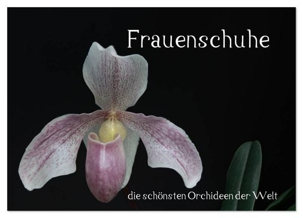 Frauenschuhe - die schönsten Orchideen der Welt (Wandkalender 2026 DIN A3 quer), CALVENDO Monatskalender