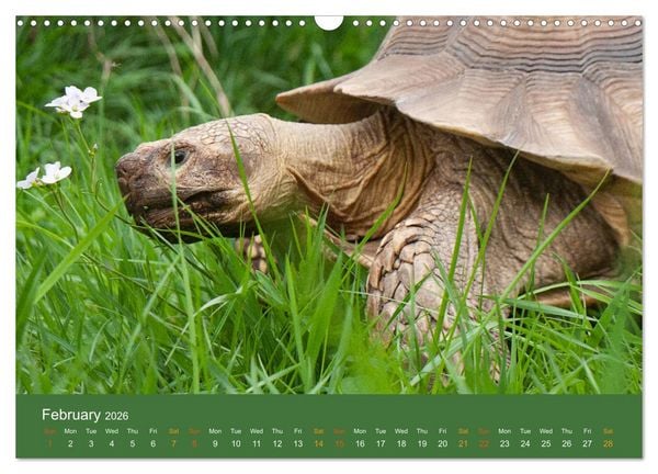 Produktbild: African spurred tortoises (Wall Calendar 2026 DIN A3 landscape), CALVENDO 12 Month Wall Calendar