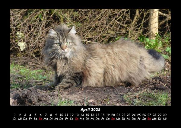 Produktbild: F&uuml;r Katzenfreunde 2025 Fotokalender DIN A3
