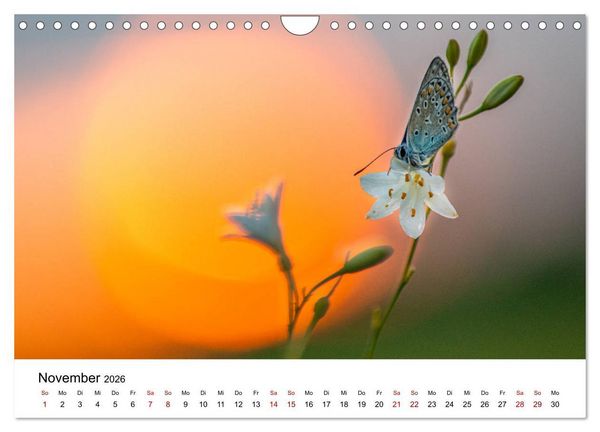 Produktbild: Oberbayerischer Insekten Kalender (Wandkalender 2026 DIN A4 quer), CALVENDO Monatskalender