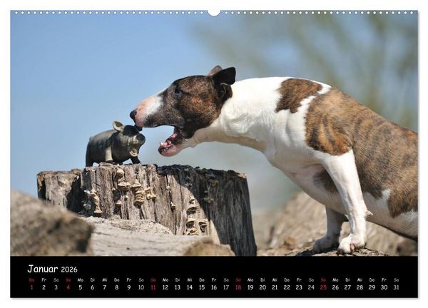 Produktbild: Bullterrier? Was sonst! (hochwertiger Premium Wandkalender 2026 DIN A2 quer), Kunstdruck in Hochglanz