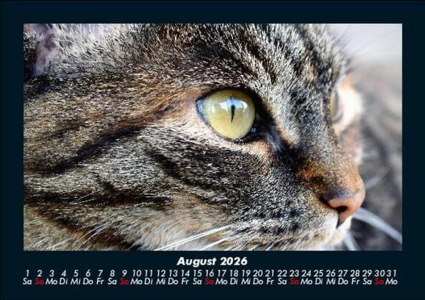 Produktbild: F&uuml;r Katzenfreunde 2026 Fotokalender DIN A5