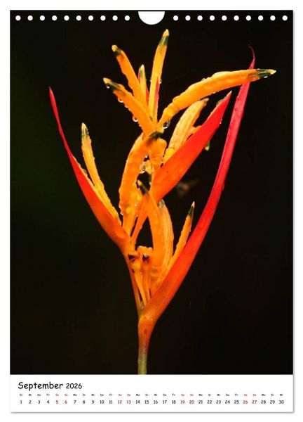 Produktbild: Costa Rica - Fauna & Flora (Wandkalender 2026 DIN A4 hoch), CALVENDO Monatskalender