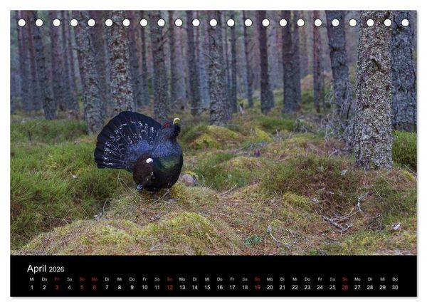 Produktbild: V&ouml;gel & Landschaften (Tischkalender 2026 DIN A5 quer), CALVENDO Monatskalender