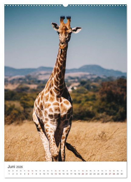 Produktbild: Giraffe - Bemerkenswerte Tiere. (hochwertiger Premium Wandkalender 2026 DIN A2 hoch), Kunstdruck in Hochglanz