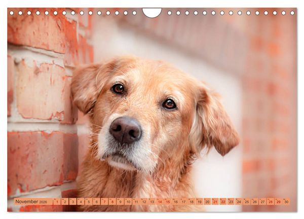 Produktbild: Golden Retriever Hailey Fotokalender (Wandkalender 2026 DIN A4 quer), CALVENDO Monatskalender
