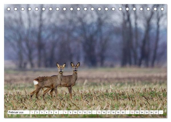 Produktbild: Tiermomente (Tischkalender 2026 DIN A5 quer), CALVENDO Monatskalender