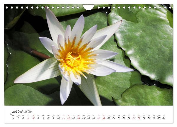 Produktbild: N&eacute;nuphars enchanteurs (Calendrier mural 2026 DIN A4 vertical), CALVENDO calendrier mensuel