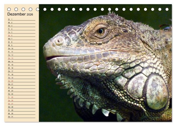 Produktbild: Reptilien. Schlangen, Echsen und Co. (Tischkalender 2026 DIN A5 quer), CALVENDO Monatskalender