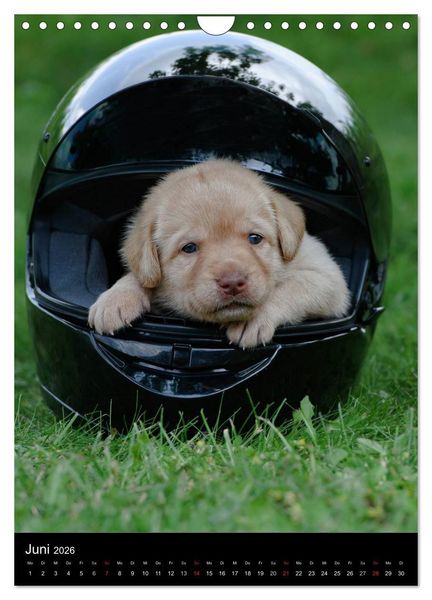 Produktbild: Labrador Welpen (Wandkalender 2026 DIN A4 hoch), CALVENDO Monatskalender
