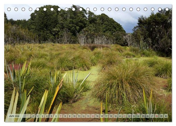 Produktbild: Prim&auml;rwald - Neuseeland (Tischkalender 2026 DIN A5 quer), CALVENDO Monatskalender