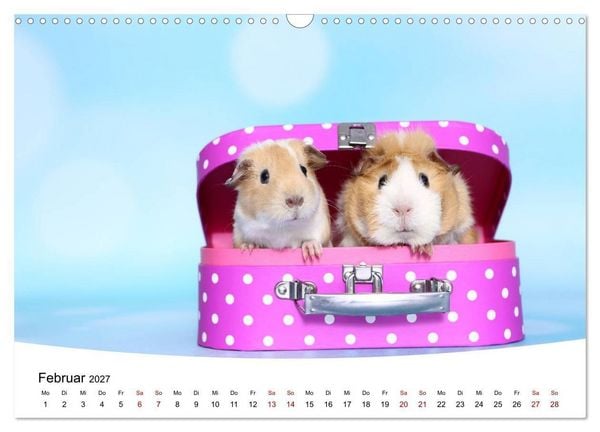 Produktbild: Niedliche Meerschweinchen (Wandkalender 2027 DIN A3 quer), CALVENDO Monatskalender