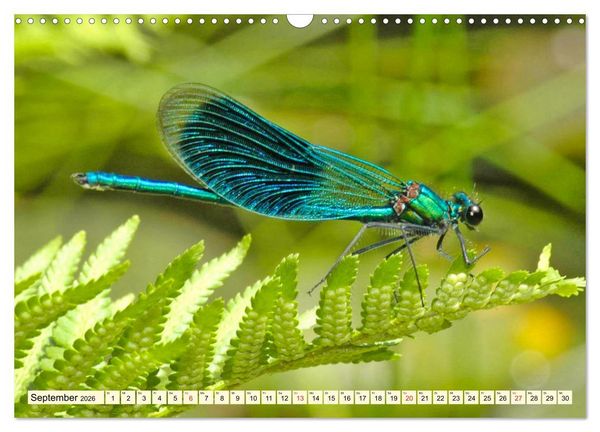 Produktbild: Farbenpracht der Insekten (Wandkalender 2026 DIN A3 quer), CALVENDO Monatskalender