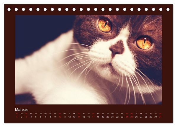 Produktbild: Britisch Kurzhaar Katzen - Poesie f&uuml;rs Auge (Tischkalender 2026 DIN A5 quer), CALVENDO Monatskalender