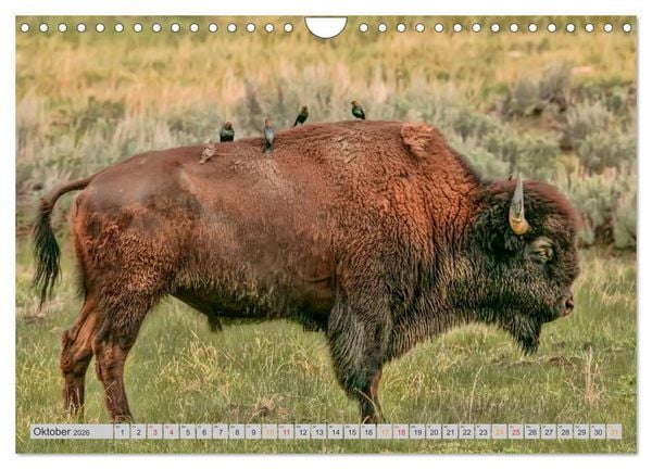 Produktbild: Bison und Wisent - Riesen mit unb&auml;ndiger Kraft (Wandkalender 2026 DIN A4 quer), CALVENDO Monatskalender