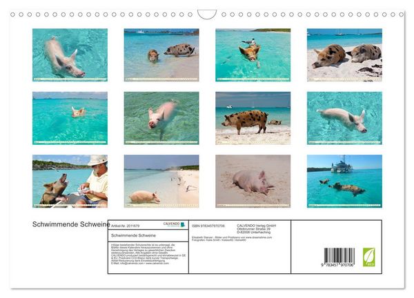 Produktbild: Schwimmende Schweine (Wandkalender 2026 DIN A3 quer), CALVENDO Monatskalender