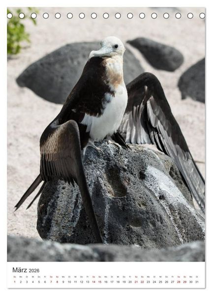 Produktbild: Galapagos - Atemberaubende Tierwelt (Tischkalender 2026 DIN A5 hoch), CALVENDO Monatskalender