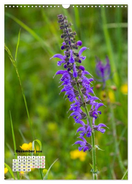 Produktbild: Zauber der Natur - Heimische Orchideen und Wiesenblumen (Wandkalender 2026 DIN A3 hoch), CALVENDO Monatskalender