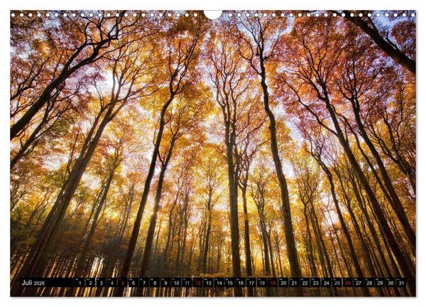 Produktbild: Zauberhafter Sachsenwald (Wandkalender 2026 DIN A3 quer), CALVENDO Monatskalender