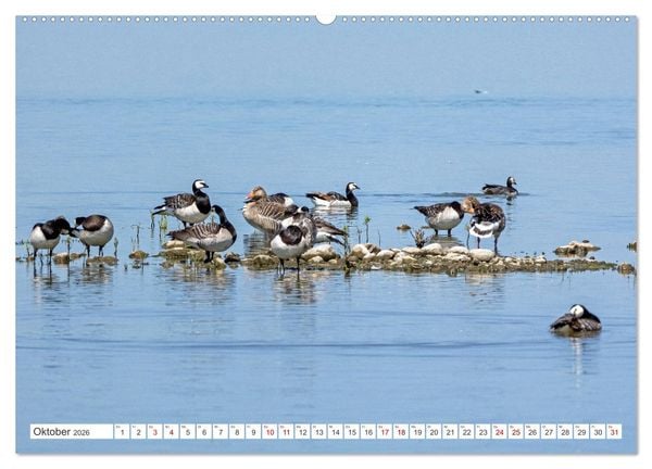 Produktbild: Sturmerprobt - V&ouml;gel an Nordfrieslands K&uuml;ste (hochwertiger Premium Wandkalender 2026 DIN A2 quer), Kunstdruck in Hochglanz