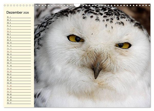 Produktbild: Greifv&ouml;gel (Wandkalender 2026 DIN A3 quer), CALVENDO Monatskalender