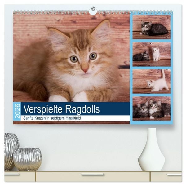 Produktbild: Verspielte Ragdolls - Sanfte Katzen in seidigem Haarkleid (hochwertiger Premium Wandkalender 2026 DIN A2 quer), Kunstdruck in Hochglanz