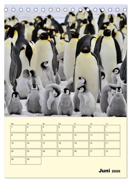 Produktbild: Pinguine. Wackeln im Thermo-Frack (Tischkalender 2026 DIN A5 hoch), CALVENDO Monatskalender