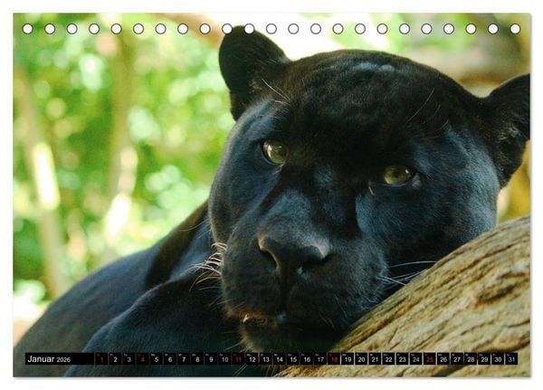 Produktbild: Regenwald &bull; Tiere im Dschungel (Tischkalender 2026 DIN A5 quer), CALVENDO Monatskalender