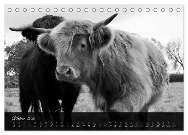 Produktbild: Highland Cattle vom Nordlicht - Faszination Hochland Rind (Tischkalender 2026 DIN A5 quer), CALVENDO Monatskalender