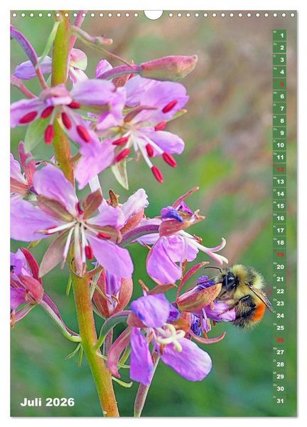 Produktbild: Blossom Love, von Bienen und Hummeln (Wandkalender 2026 DIN A3 hoch), CALVENDO Monatskalender