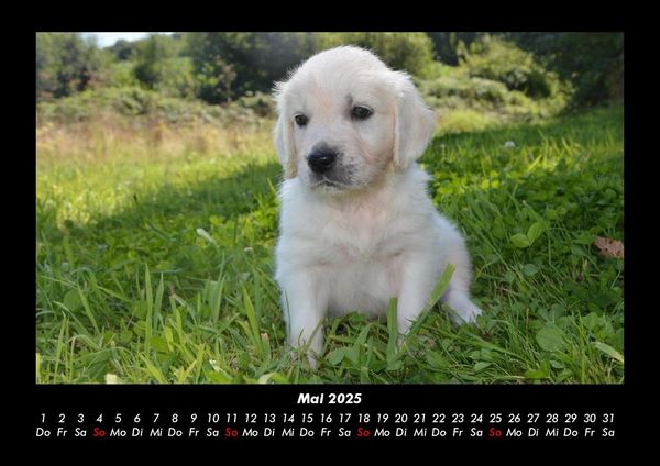 Produktbild: Welpen 2025 Fotokalender DIN A3