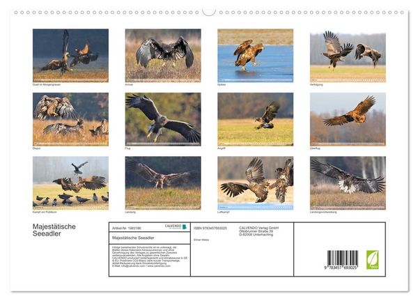 Produktbild: Majest&auml;tische Seeadler (hochwertiger Premium Wandkalender 2026 DIN A2 quer), Kunstdruck in Hochglanz