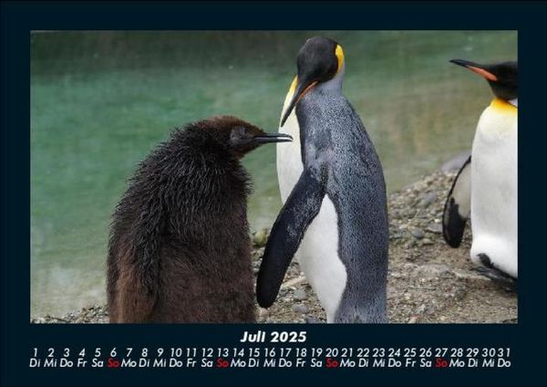 Produktbild: Tierkalender 2025 Fotokalender DIN A5