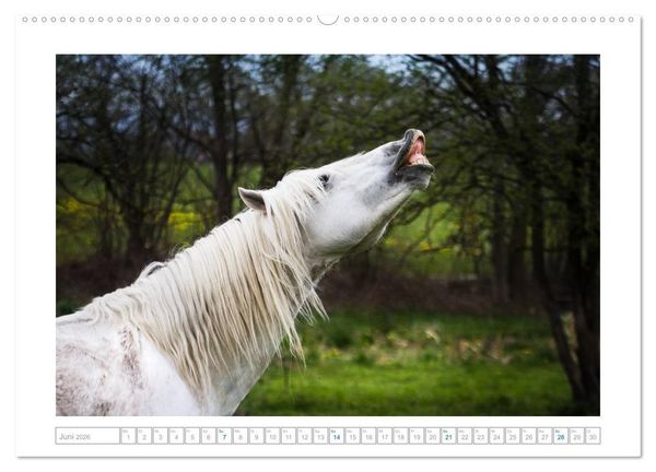 Produktbild: Wei&szlig;e Pferde der Camargue in Bayern (hochwertiger Premium Wandkalender 2026 DIN A2 quer), Kunstdruck in Hochglanz