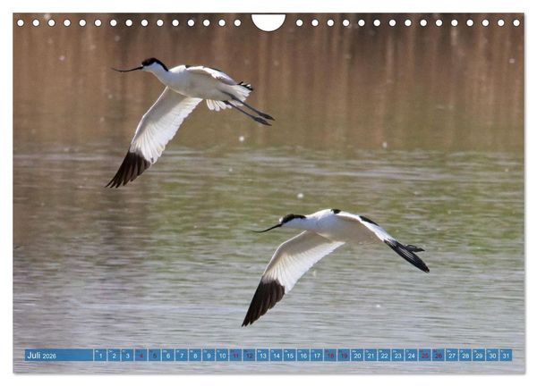Produktbild: V&ouml;gel der Algarve (Wandkalender 2026 DIN A4 quer), CALVENDO Monatskalender